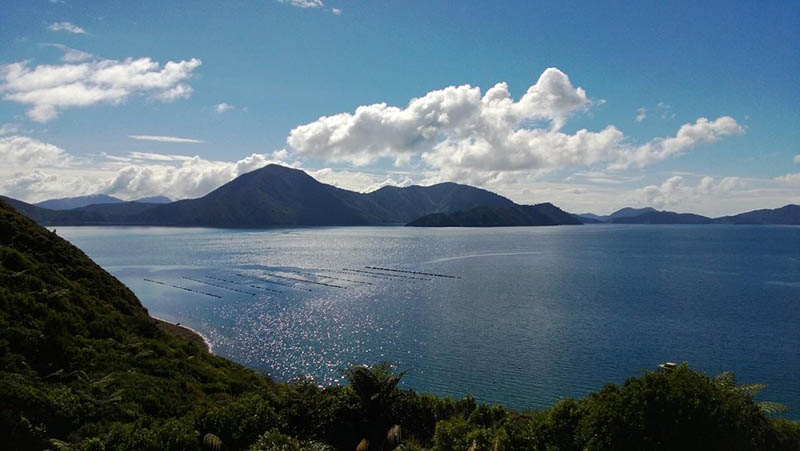 homewood bay lodge remote pelorus sound