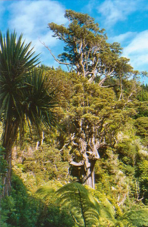 scenery kahikatea
